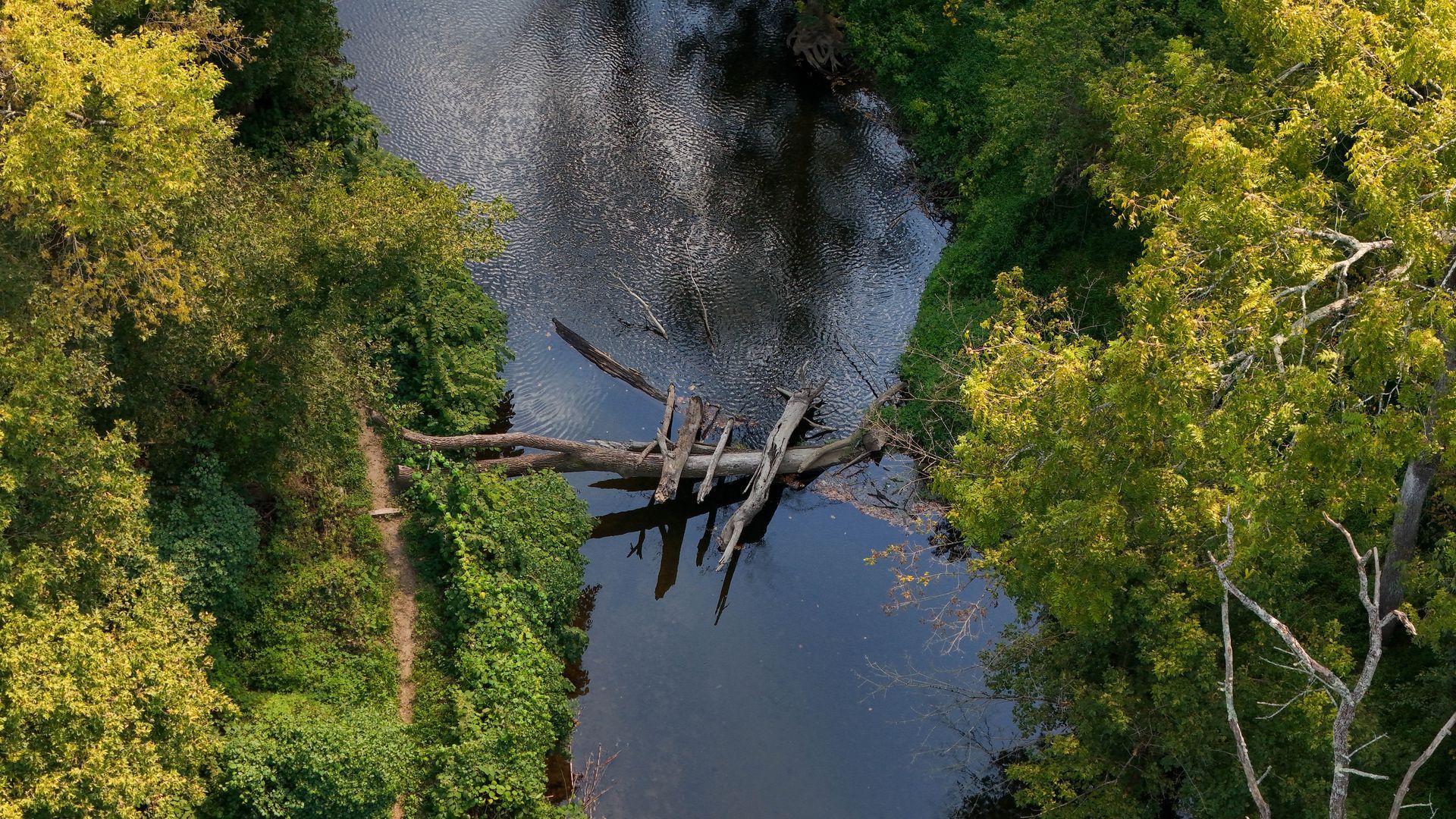 Aerial view of a narrow river with a fallen log bridge, surrounded by dense green trees.
