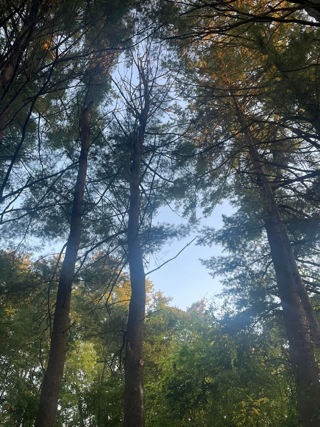 Tall trees with green and yellow leaves reach towards a blue sky.