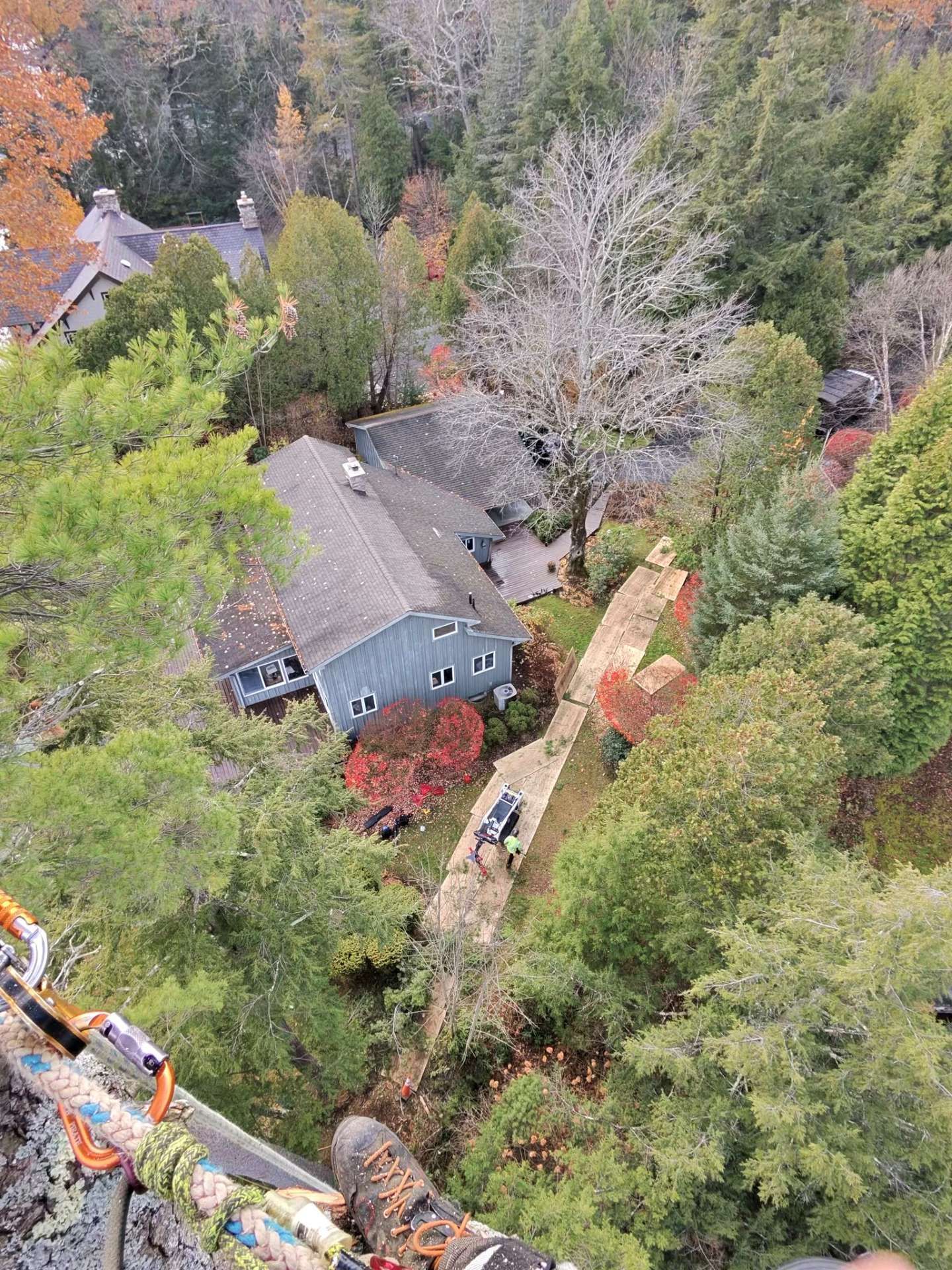 Person in harness atop tree, removing fallen tree trunk near a house. Green and brown foliage.