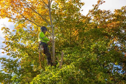Arborist in a tree, wearing a helmet and safety vest, trimming branches with sunlight illuminating the foliage.