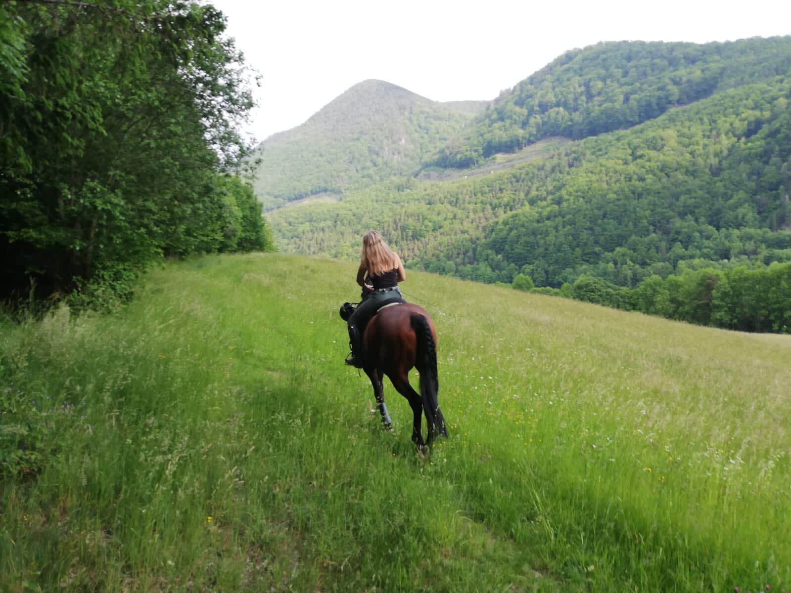 Ausreiten Pferd