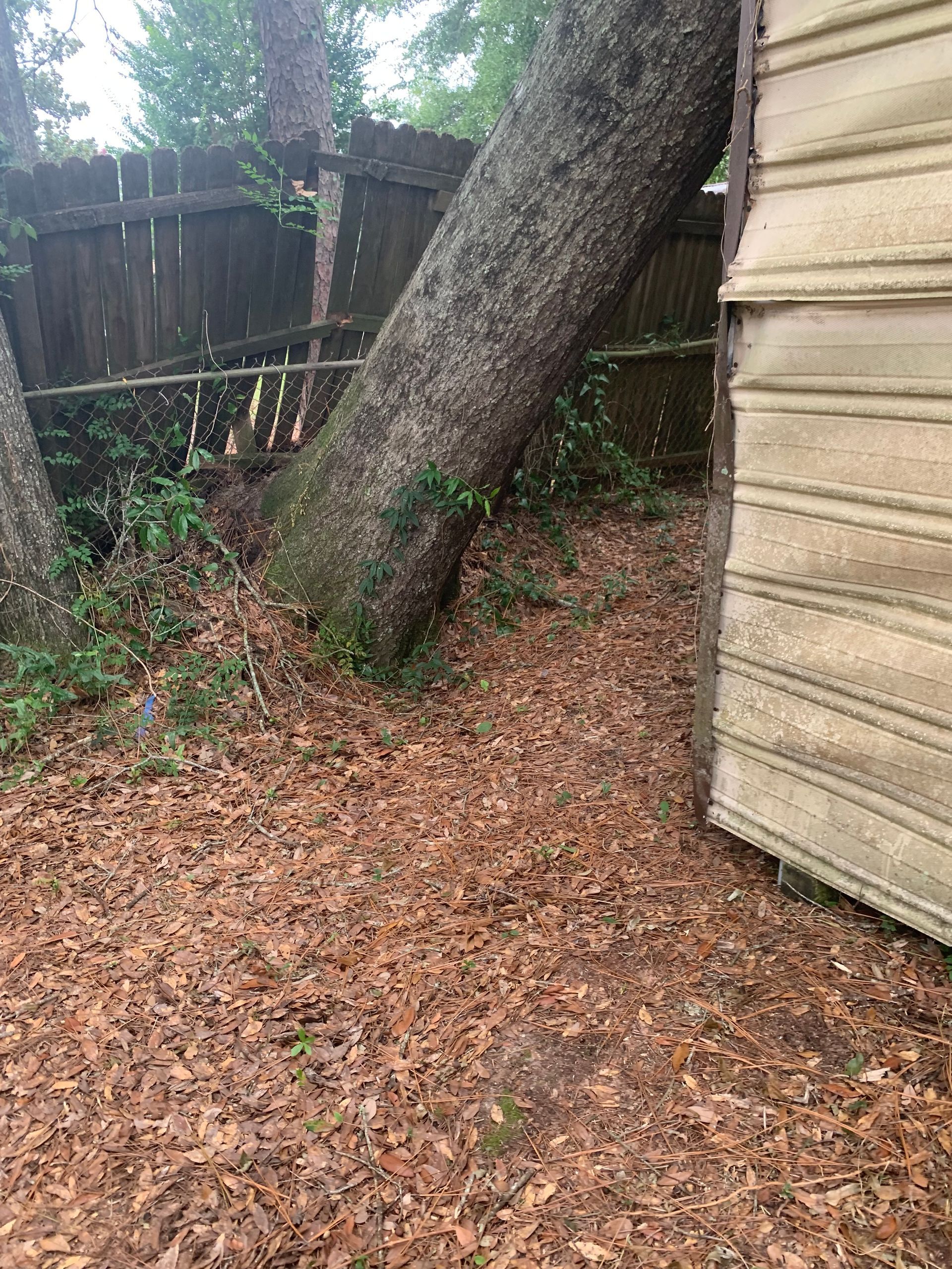 A large tree is leaning against a garage door.