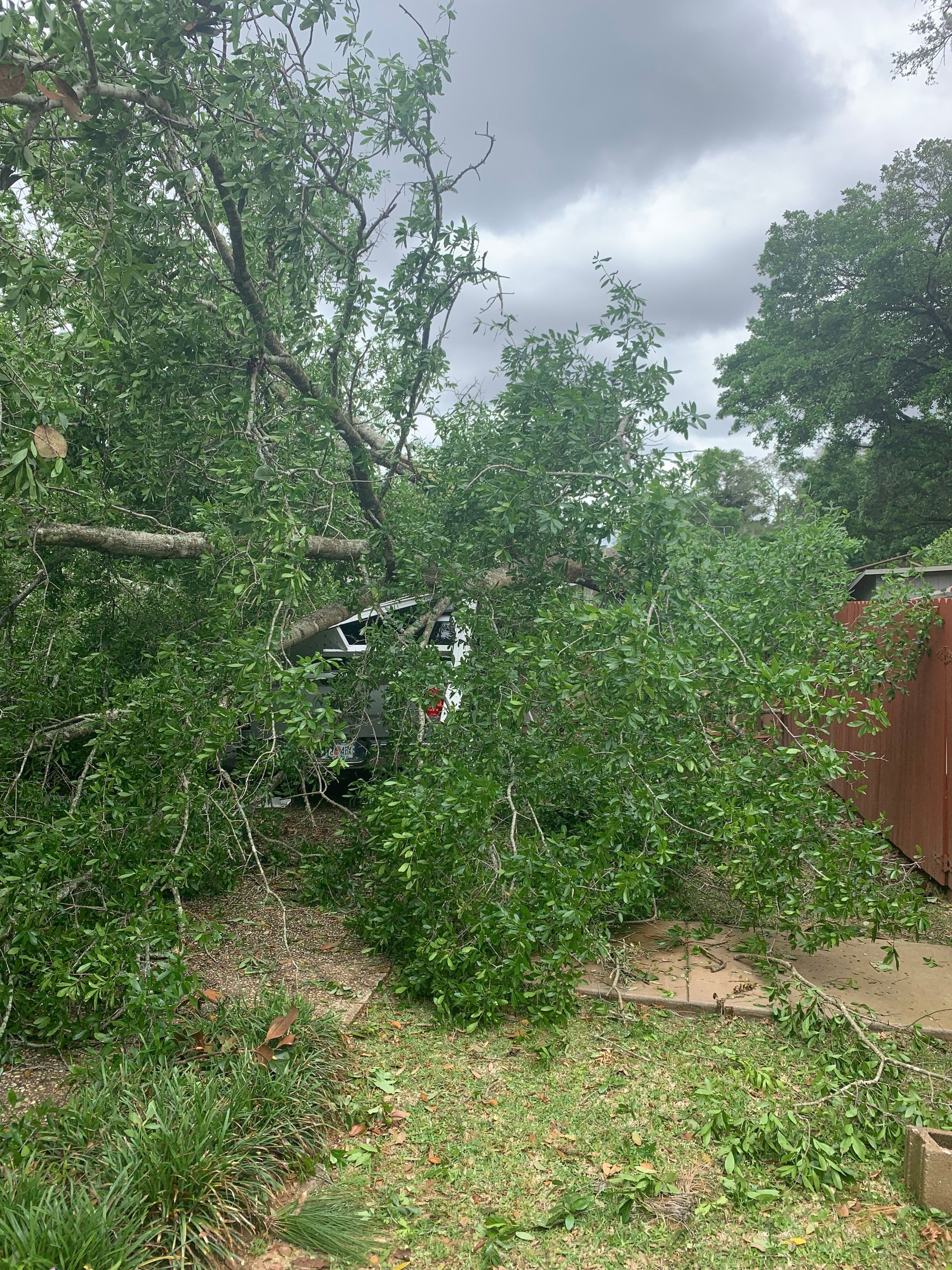 A tree has fallen on a car in a backyard.