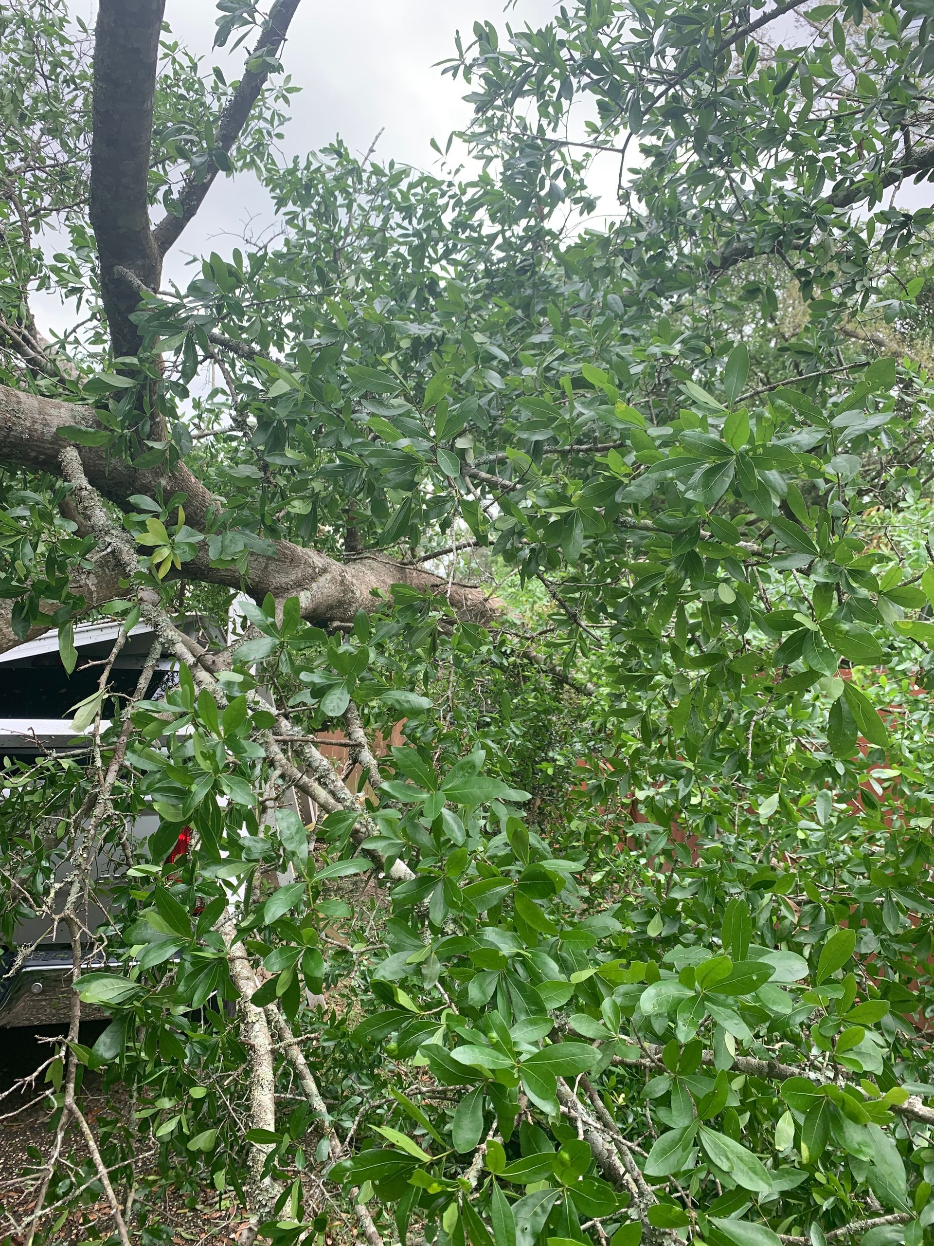A car is sitting under a tree with a fallen branch.