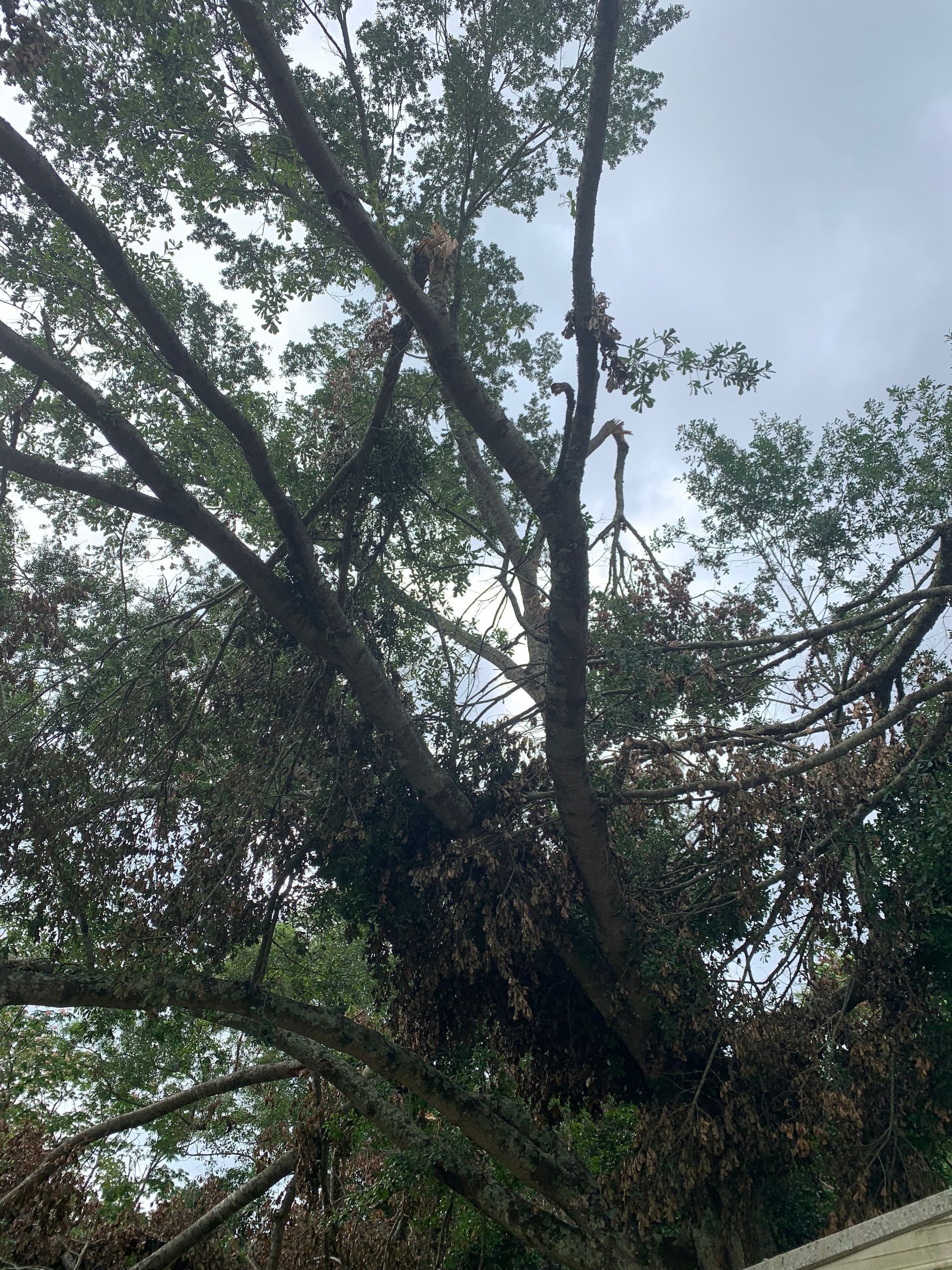 A tree with lots of branches and leaves against a cloudy sky