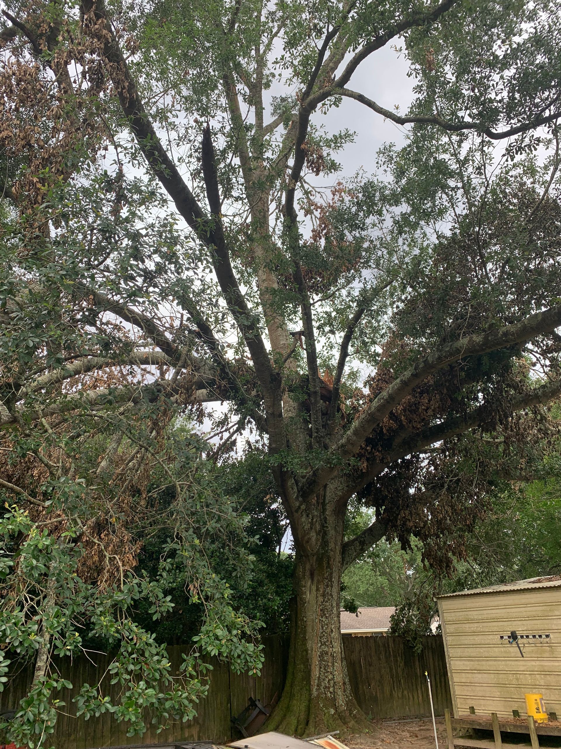 A large tree in a backyard with a fence in the background.