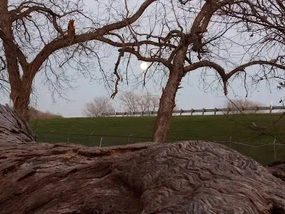 The moon is visible through the branches of a tree.