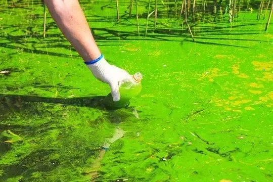 Collage of various green algae types, including round, leafy, and branching forms