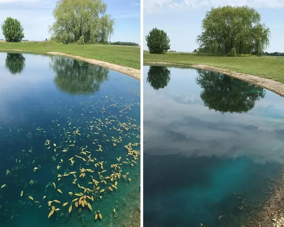 Collage of various green algae types, including round, leafy, and branching forms