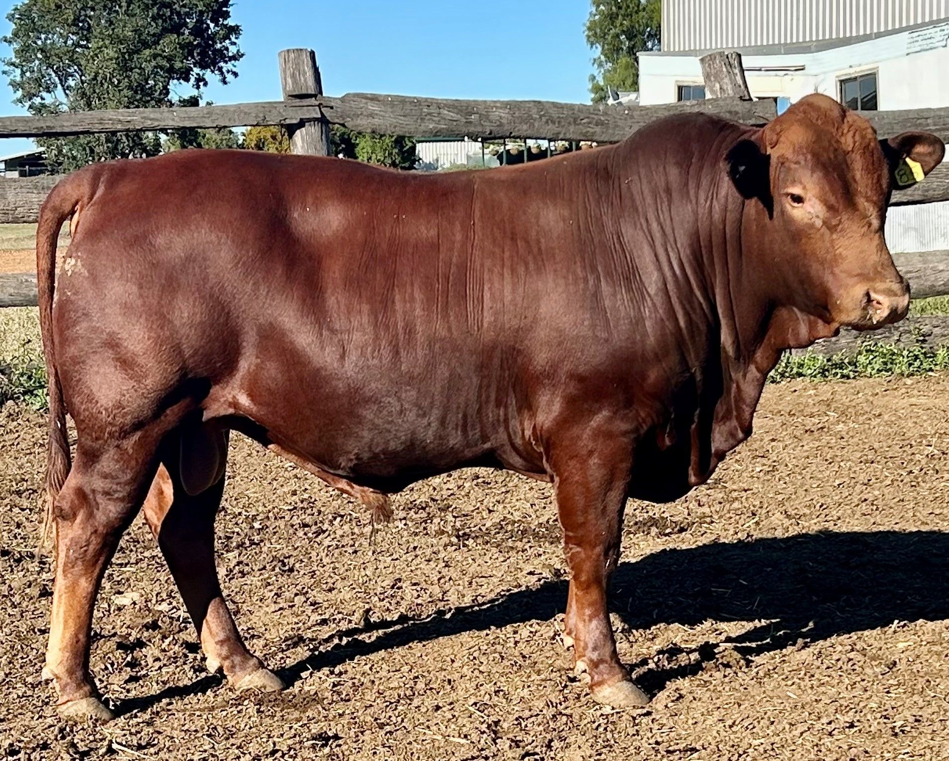 LOT 28 RJS240085