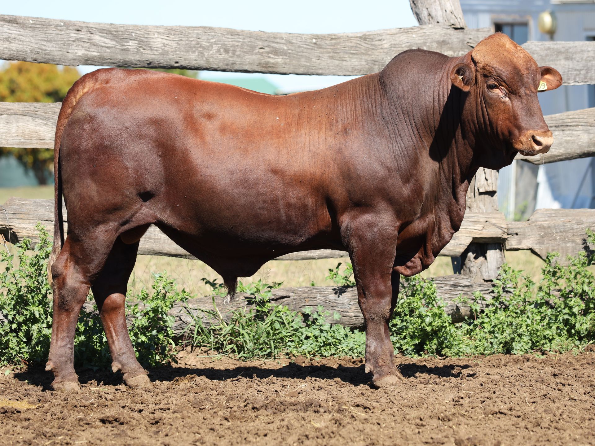 Lot 34 RJS240189