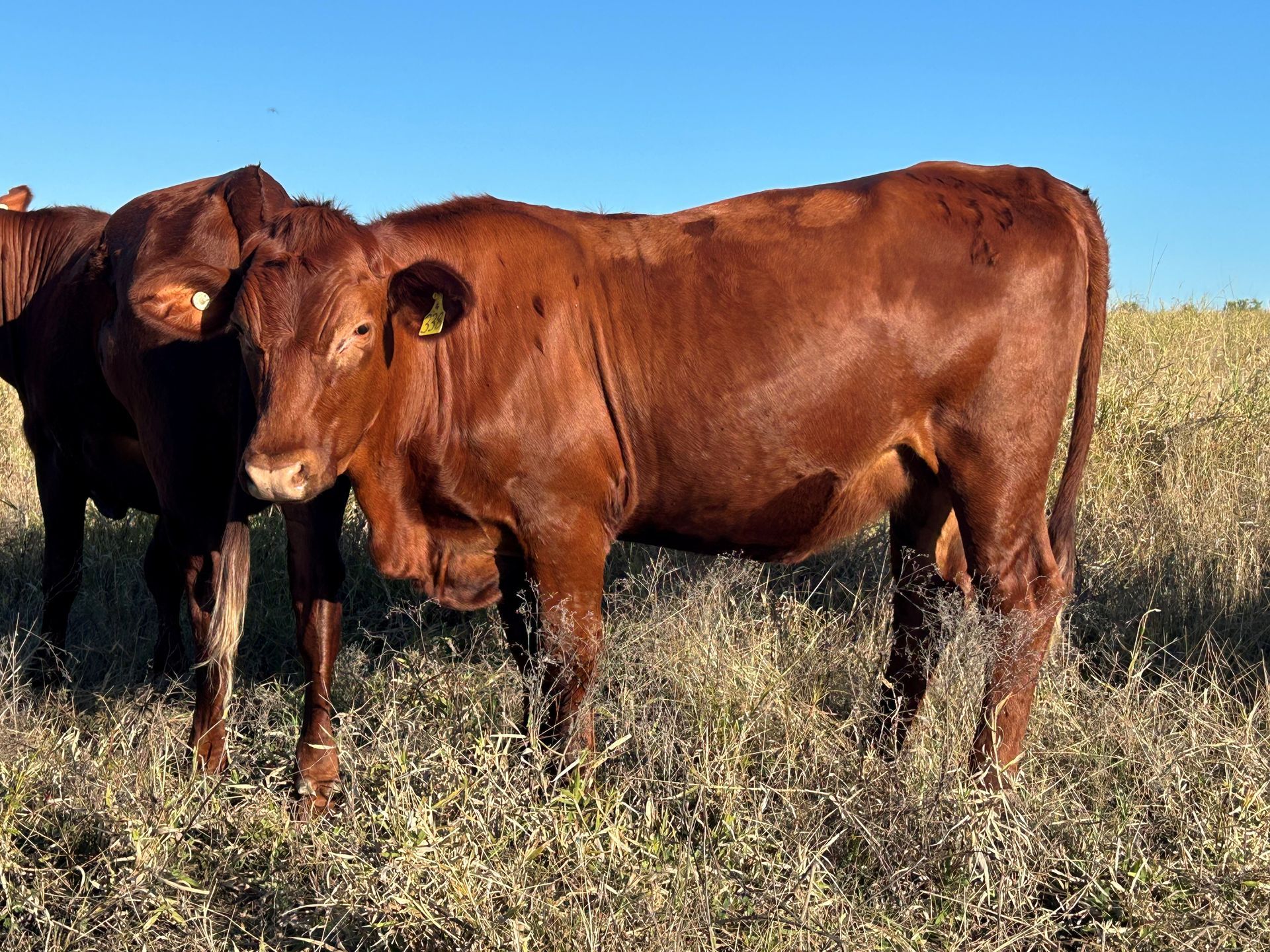 Lot 44 RJS240338