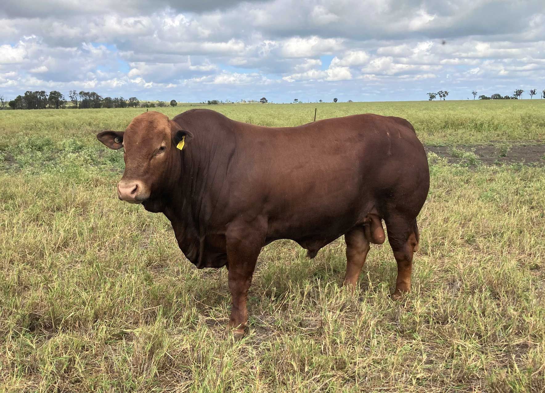 Lot 5 rjs210111