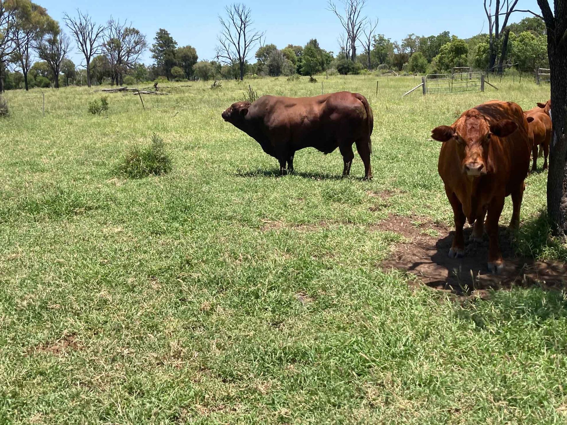 Lot 5 rjs210111