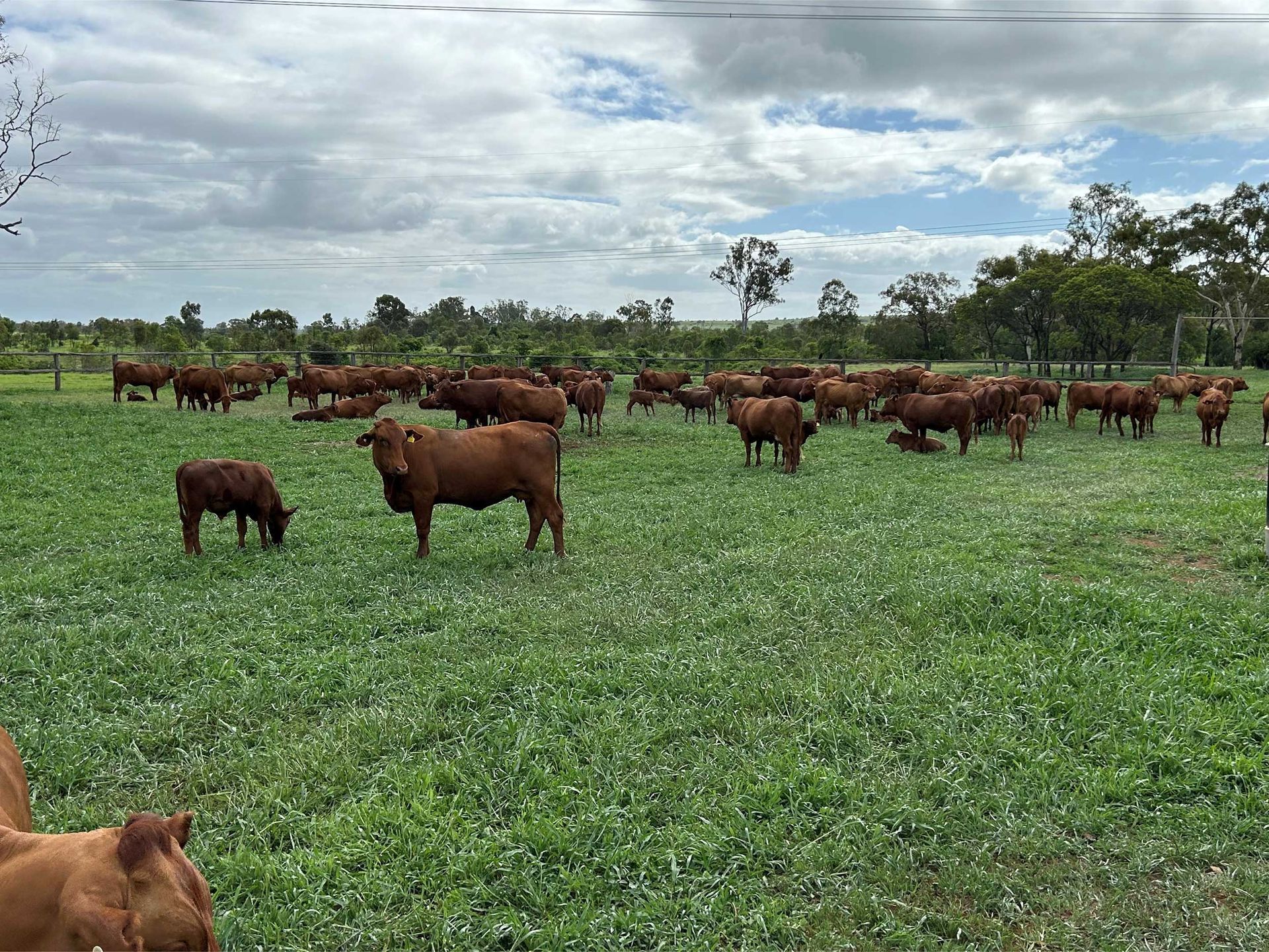two-people-with-cattle