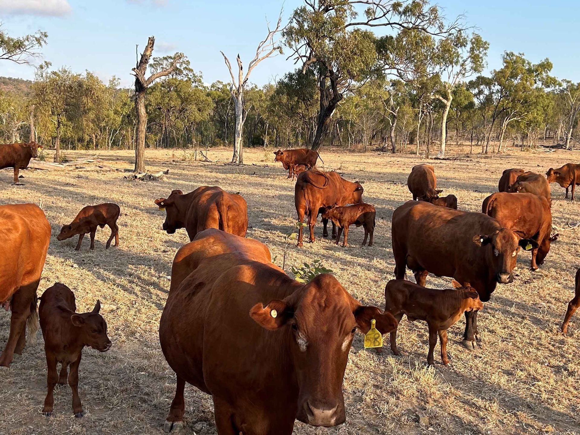 cattle-out