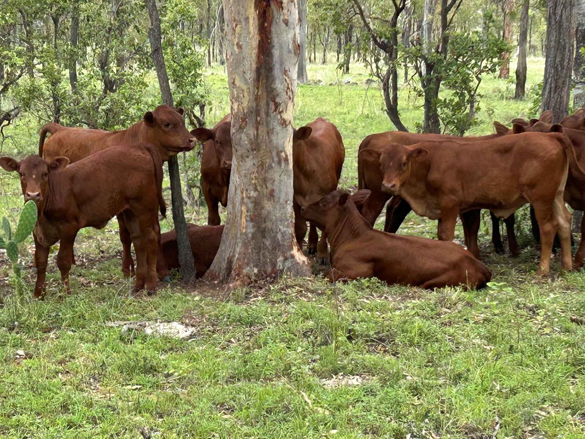cattle-out