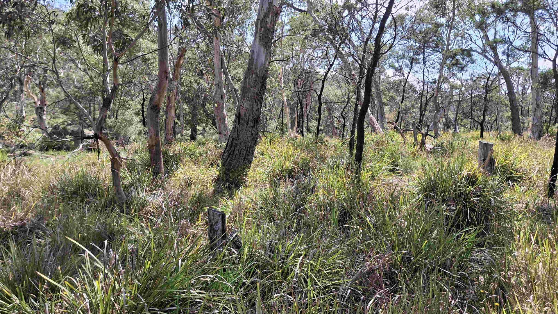 PROJECT: Berrima Wildlife reserve