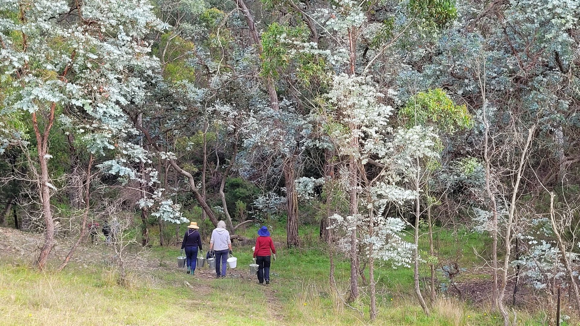Group of people with buckets and  tree seedlings for planting