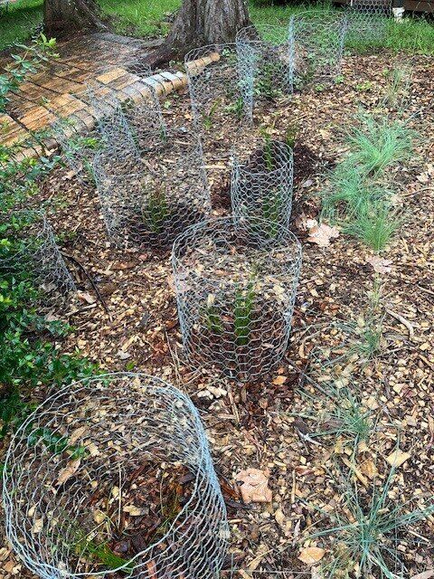 Helping Hands Revegetation Projects