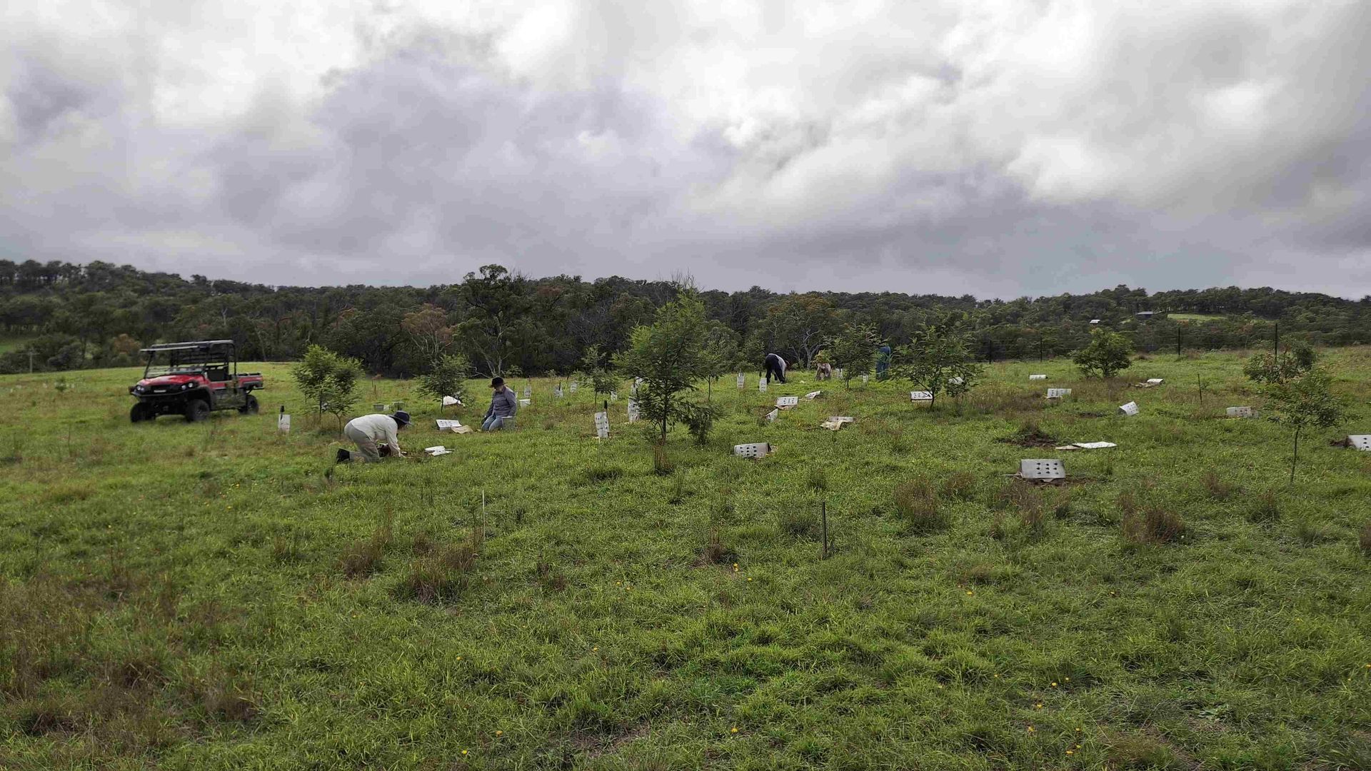 People scattered across a green field planting seedlings under cloudy skies