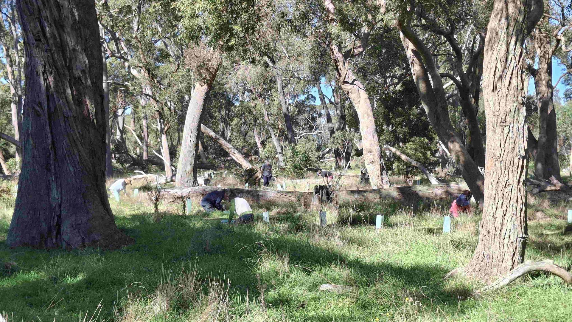 Helping Hands Revegetation Projects