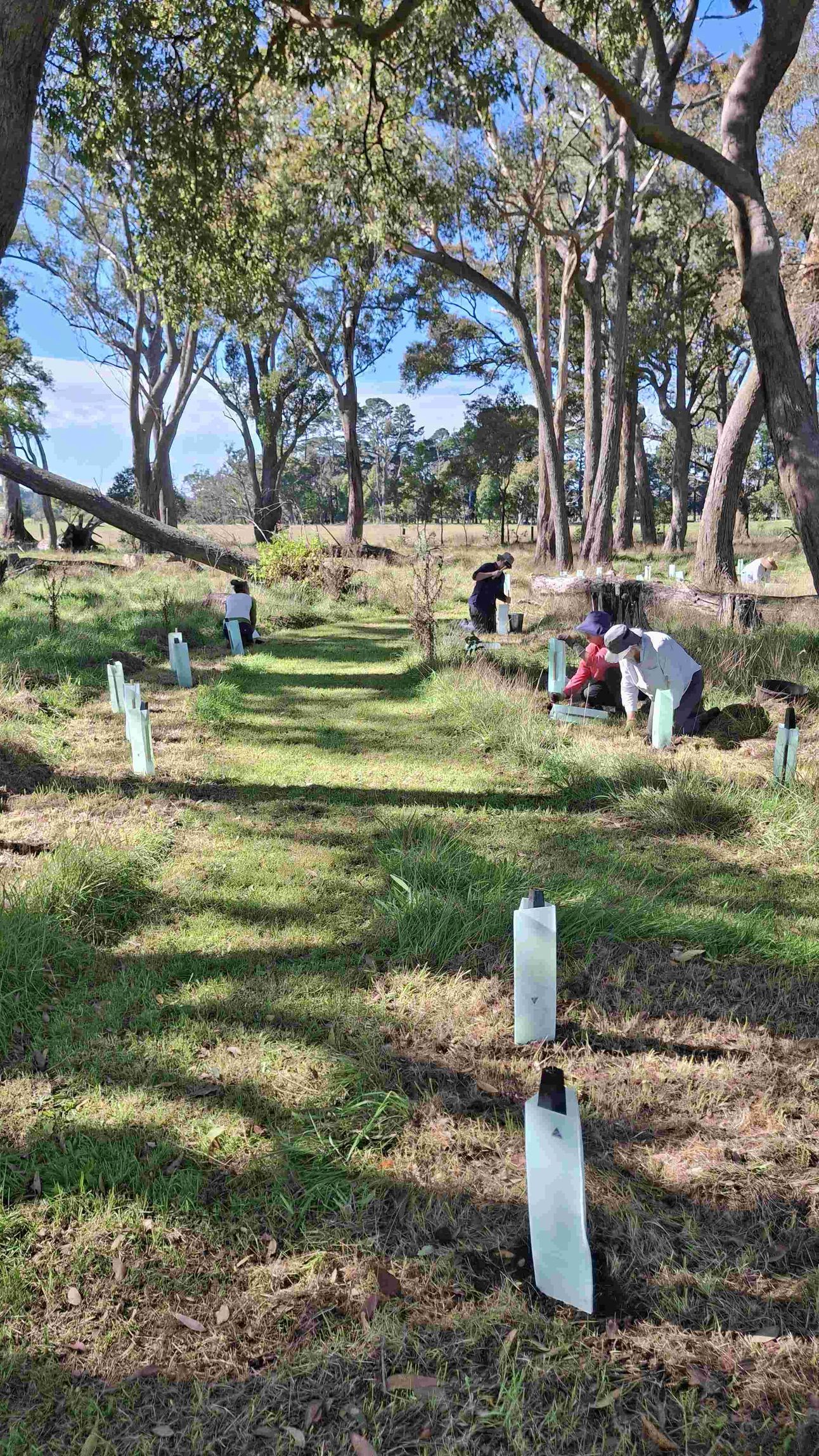 Helping Hands Revegetation Projects