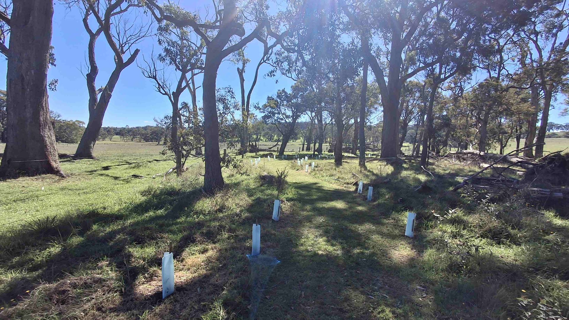 Sunlit wooded path with newly planted seedlings and trees casting long shadows