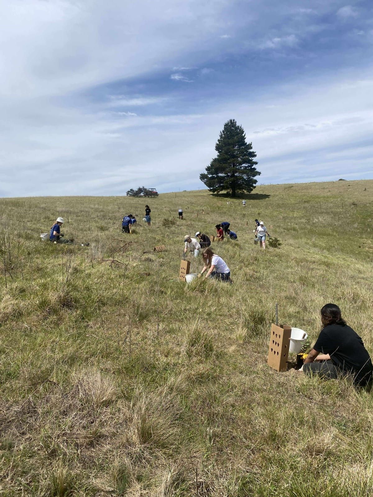 People sitting in a grassy field under a blue sky planting tree seedlings with a lone tree in the distance.