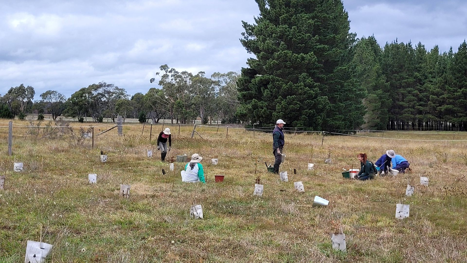 Helping Hands Revegetation Projects