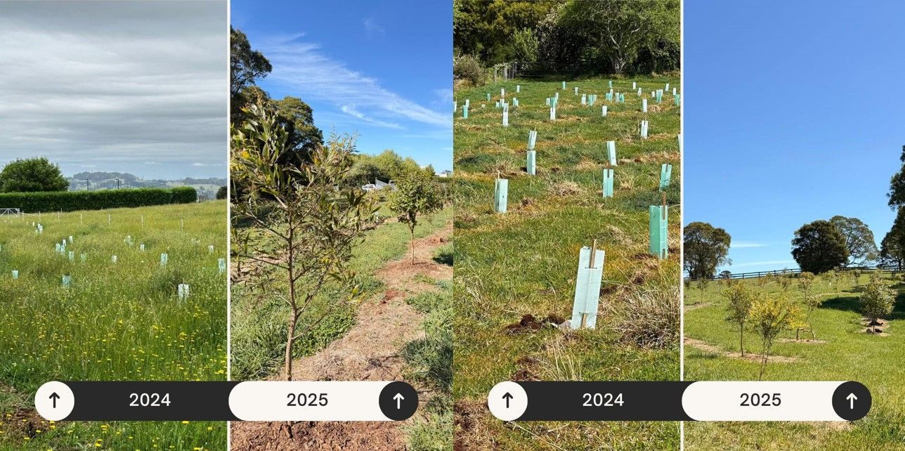 Helping Hands Revegetation Projects