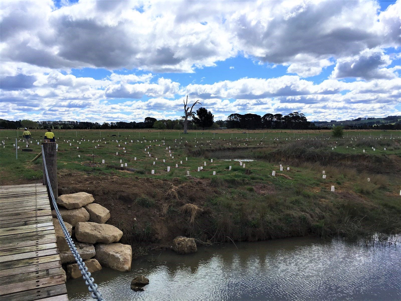Helping Hands Revegetation Projects