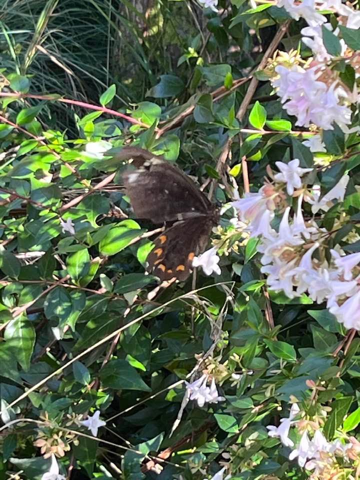 Butterfly garden