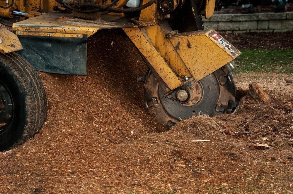 a stump grinder is cutting a tree stump in the ground .