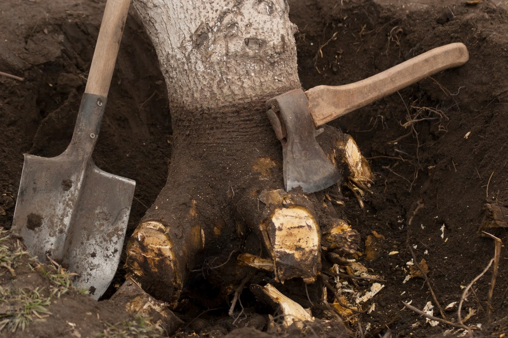 Tree removed using axe in area.