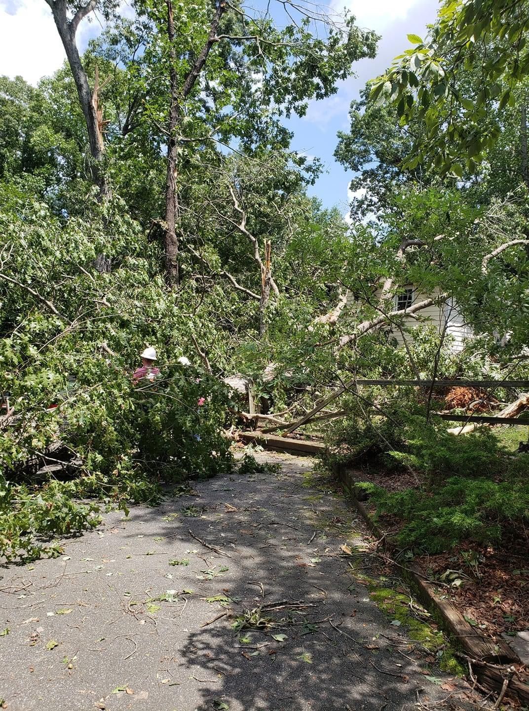 Fallen tree branches block a paved path. A person in a white hardhat is visible. Green leaves, blue sky.