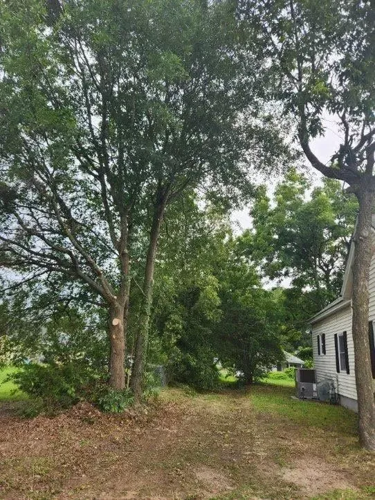 Trees in yard with a house visible on the right. Branches reach across the frame.