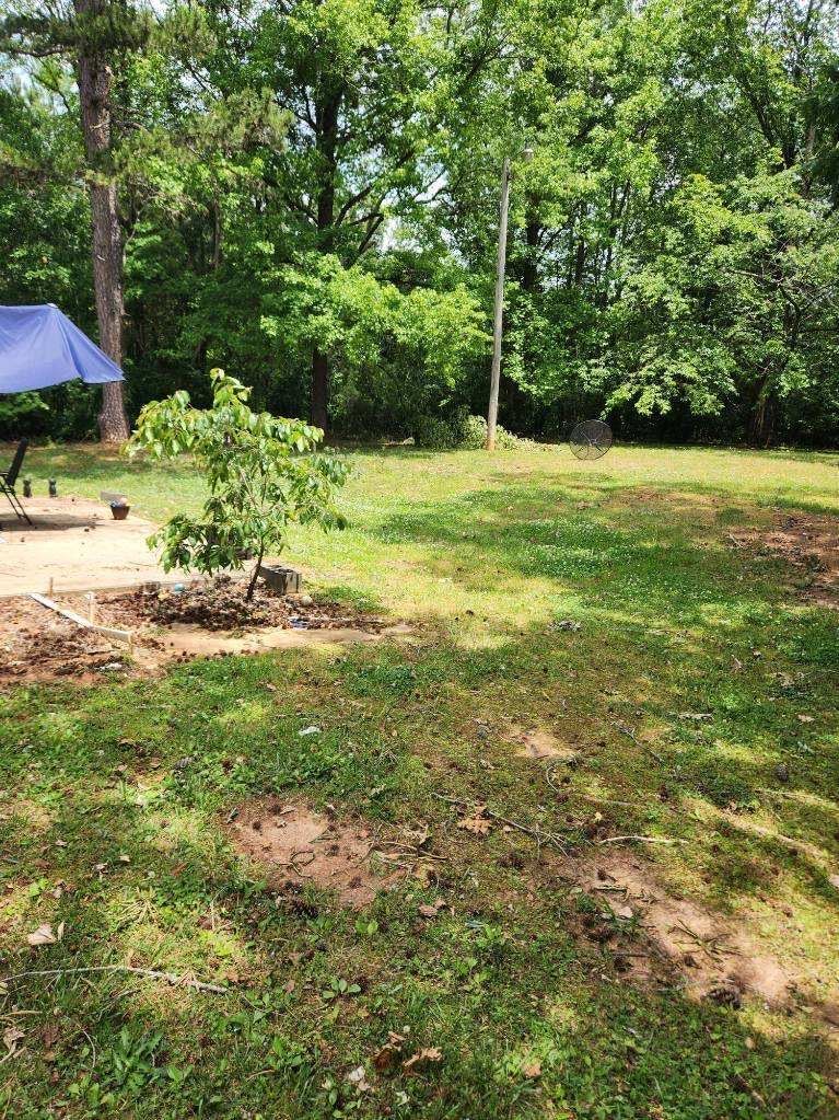 Lawn with a small tree in the center, a blue umbrella, and tall trees in the background. Sunny day.