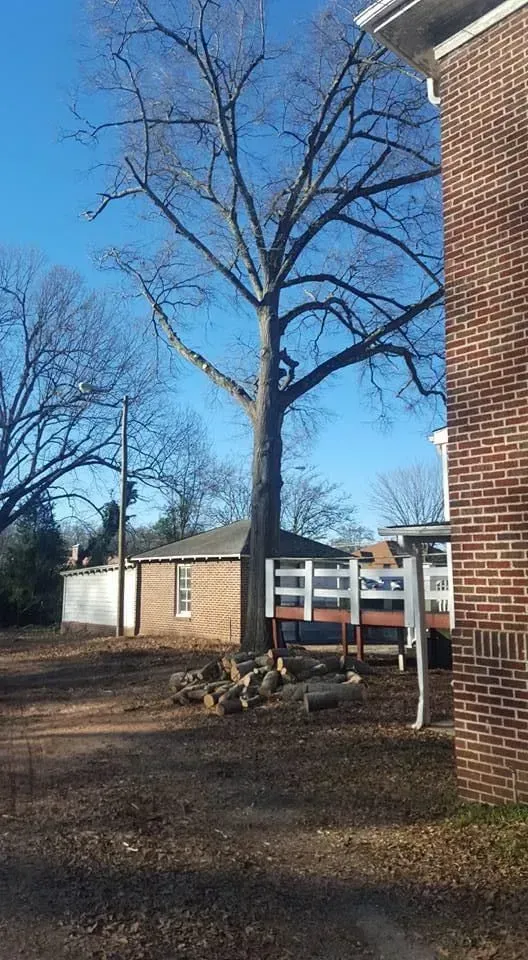 Bare tree next to a brick building. Firewood in front of the tree, clear blue sky in the background.