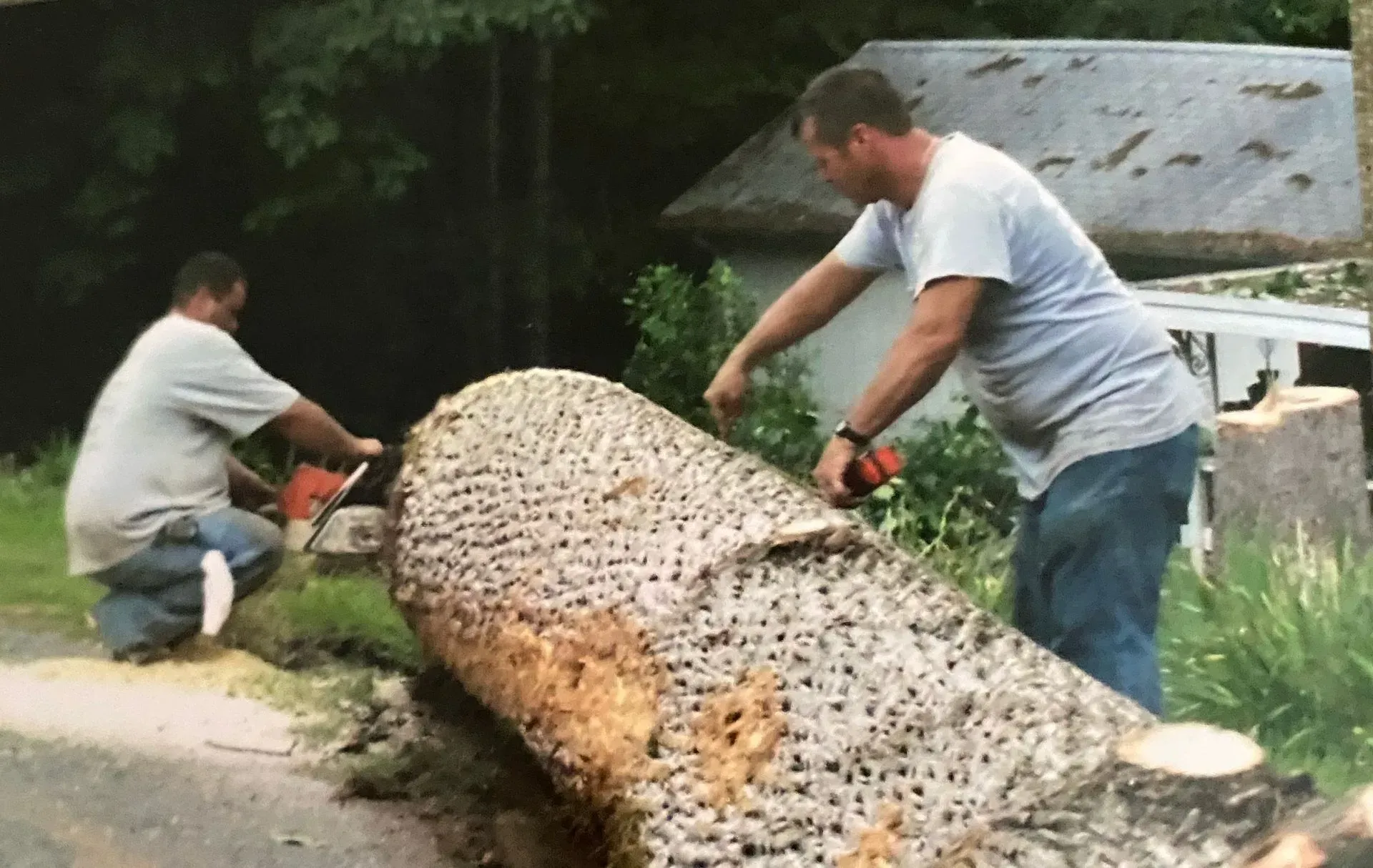 Two men using chainsaws to cut a large tree trunk on a roadside.