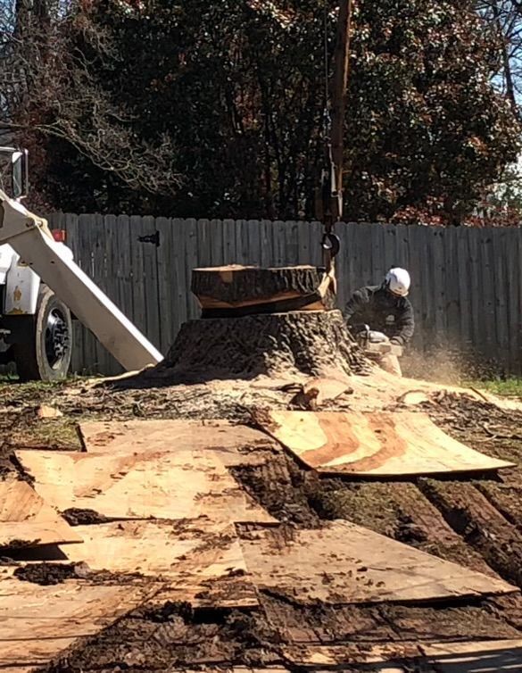 Man using a chainsaw to cut a tree stump. Crane holds a piece of the tree. Outdoors, near a wooden fence.