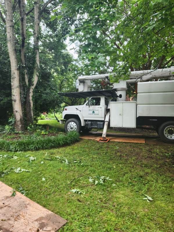 White tree service truck with extended lift trimming a tall tree in a yard. Green grass and foliage.
