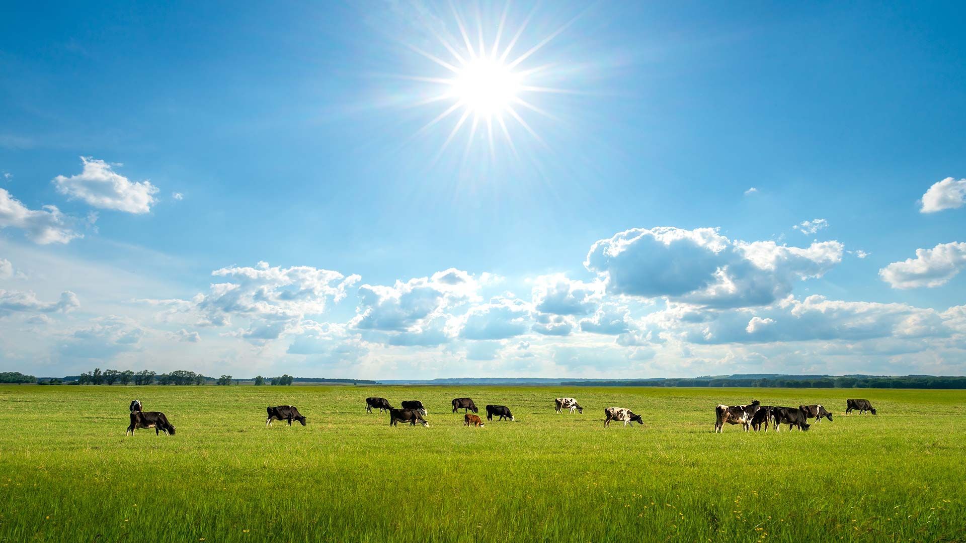 Kühe im Sommer leiden unter Stress