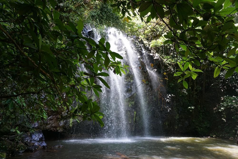 A Waterfall in the Middle of a Forest Surrounded by Trees — Atherton Tableland Concreting in Tablelands, QLD