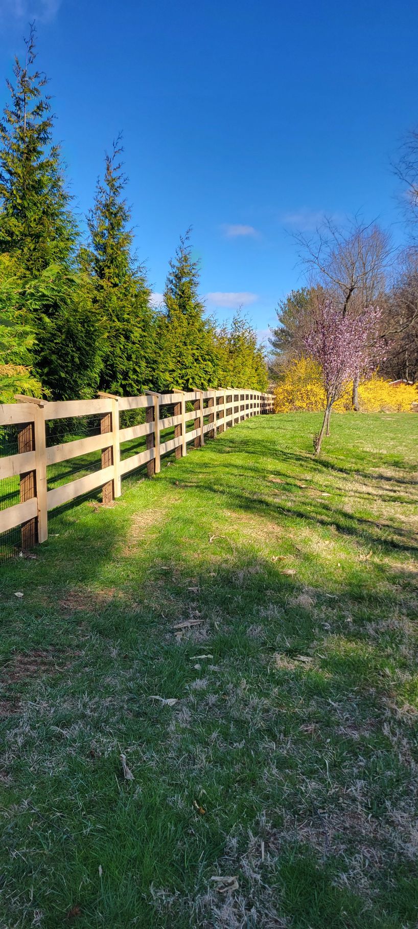 A wooden split-rail fence runs through a grassy field toward a row of evergreen trees under a bright blue sky.