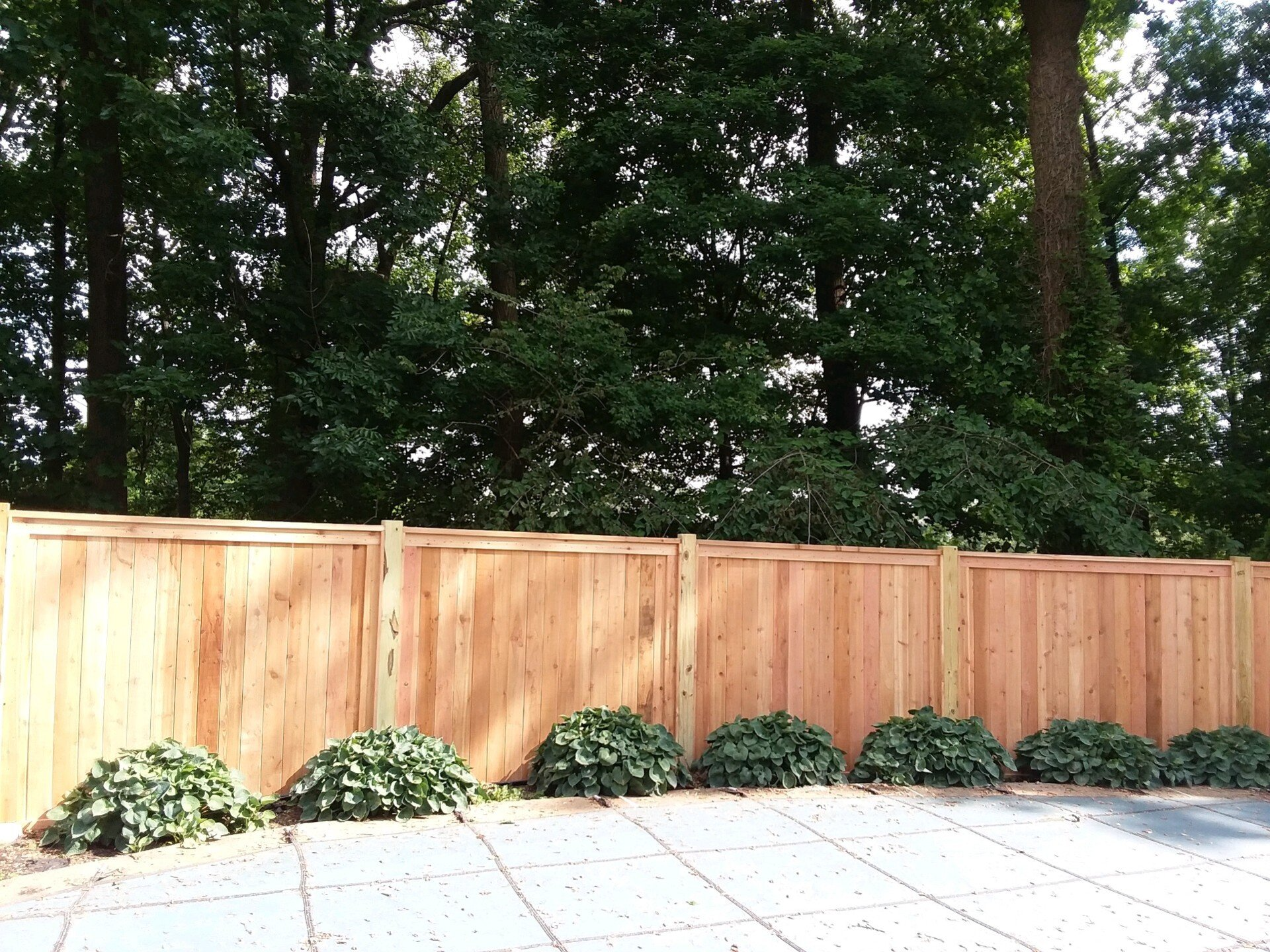 A new cedar wood privacy fence stands in a backyard with a stone patio and several hosta plants in the foreground.