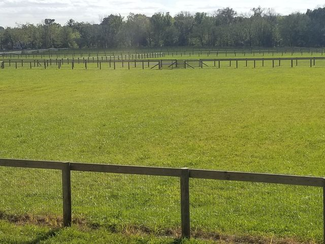 A green pasture enclosed by wooden post-and-rail fencing with a line of trees in the background under a partly cloudy sky.