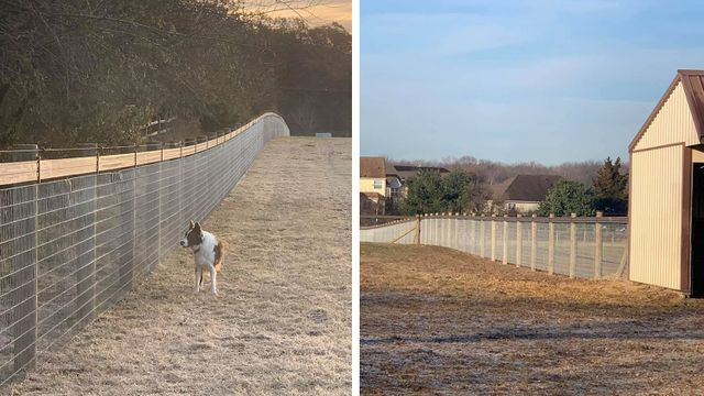 A dog stands near a long wire fence in a grassy field; next to it, a wider view shows the fence leading to a shed.