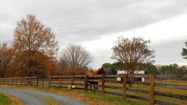 A chestnut horse stands behind a wooden fence in a pasture with autumn trees under a cloudy sky.