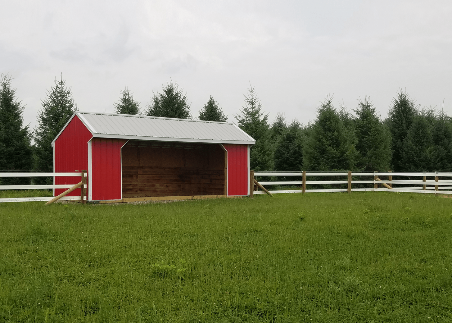 A red run-in shed with a metal roof sits in a grassy pasture enclosed by a white fence, with evergreen trees behind.